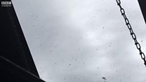 Watch: Greenwich besieged by swarm of wasps