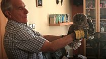 Owl got into front room via chimney
