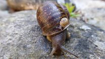 Baby joy for rare 'lefty' snails