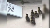 The ducklings ramping it up a notch!