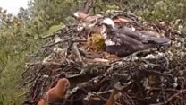 Curious red squirrel peeks into osprey nest
