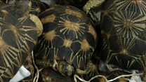 Smuggled tortoises rescued