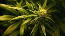Could legalising cannabis raise £1bn?