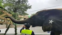 لاہور چڑیا گھر کی سوزی کی موت