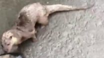جب اودبلاؤ نے حملہ کردیا