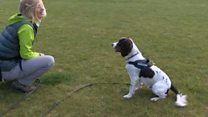 The dogs saving bats from wind turbines
