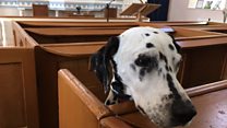 Zennor the churchgoing dog receives special award