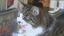 Cat oifis-puist a' leigeal dheth a dhreuchd