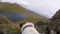 Meet scout, the fell-walking dog