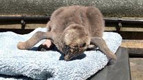 Rare penguin chick 'doing well'