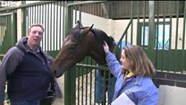 Horse finds BBC sports presenter tasty