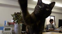 The office where you can have a cat