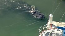Humpback whale stuck in California harbour