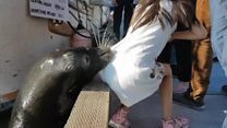 Sea lion pulls girl underwater
