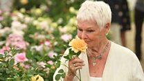Dame Judi rose and other celeb namesakes