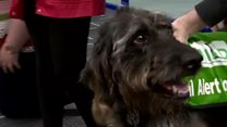 Students' canine stress relievers
