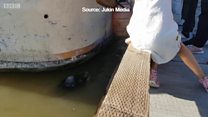 Кичине кызды ала качкан суу арстаны