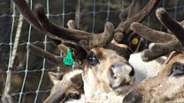 Would you eat this reindeer?