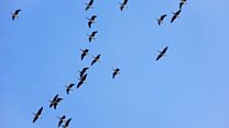 ما معنى عبارة Counting Birds؟