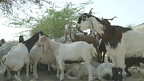 बकरी दो, पानी लो!