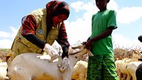 Wanawake wajitosa katika kutibu mifugo Somalia