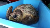 Injured turtle returned to the wild