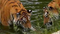 Animals keep cool in the heat