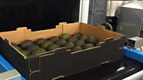 Lasering avocados