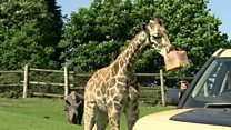 Ice lollies for giraffes
