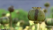 رئیس مبارزه با مواد مخدرایران می گوید پس از سقوط طالبان ، تولید ۳۵ برابر شده