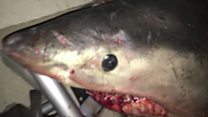 Shark jumps into fisherman's boat