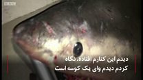 مرد ماهیگیر