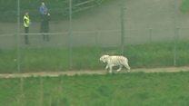 Zoo tiger death: Eyewitness describes moments after attack