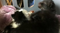 Newborn kittens found abandoned
