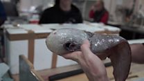 'Faceless' fish rediscovered in Australia