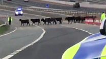 Cows stop traffic during rush hour