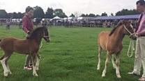 Rare foals do their owner proud
