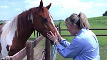 Can horses help humans beat anxiety?