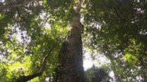 Is this Africa's tallest tree?