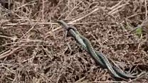 Amorous adders fight over female