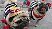 Why pugs' tongues shouldn't actually stick out