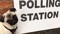 Dogs at polling stations