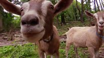 Goats helping clear up hurricane mess