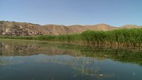 جایی امن برای پرندگان مهاجر در میدان جنگ