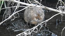 Rare water voles found near supermarket