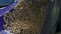 Watch thousands of bees swarm on car