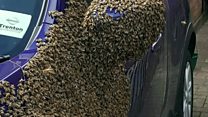 Thousand of bees swamp car