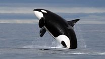 How do you spot an orca?