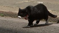 A real political cat fight in Downing Street