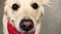 'Dogs need to give blood too'